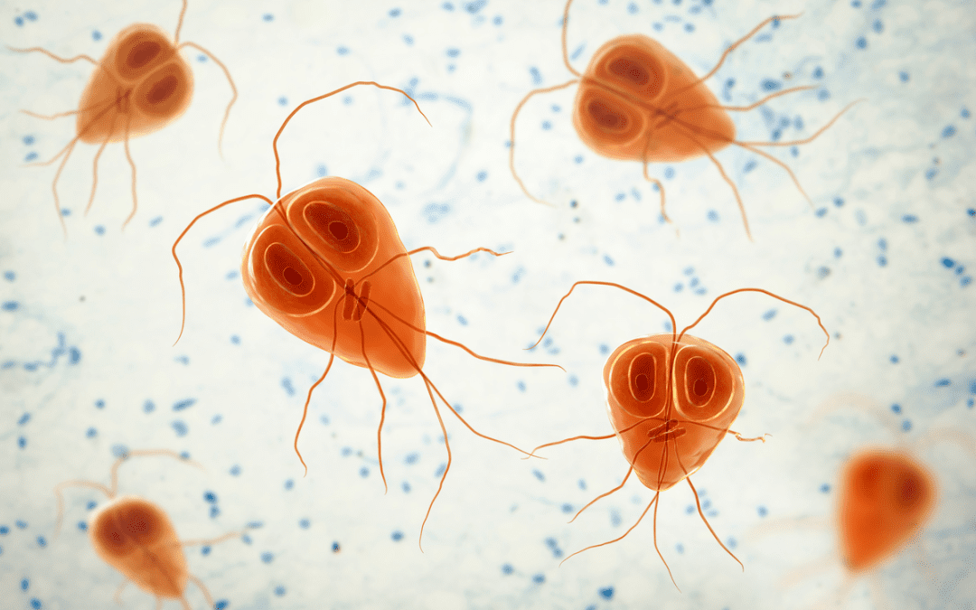 Parasitologie des selles : nouvelle PCR Multiplex